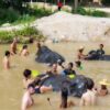 shower-with-elephant-samui-safari-tour