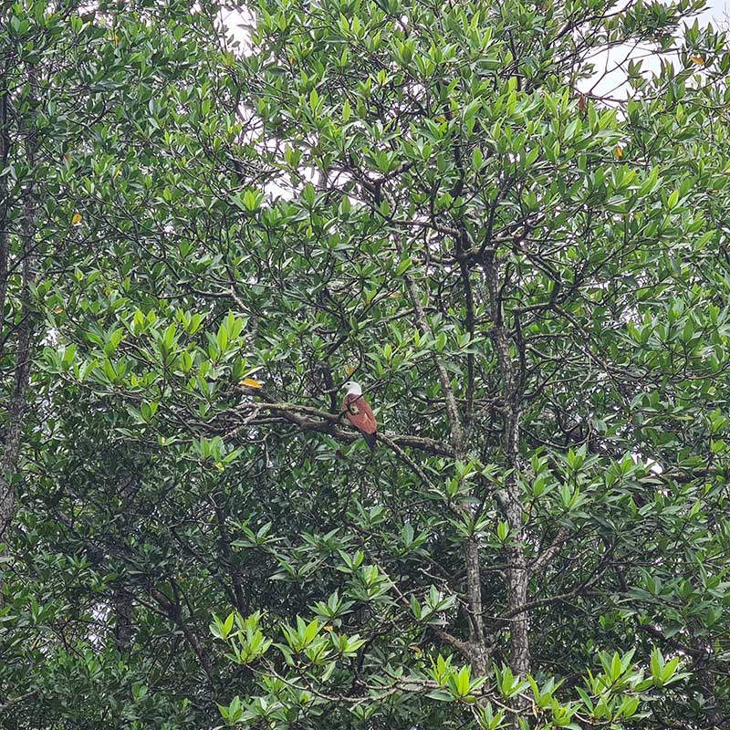 Koh-Yao-Yai-Kayaking-Tour-Mangrove-Forest-11 Koh-Yao-Yai-Kayaking-Tour-Mangrove-Forest-11