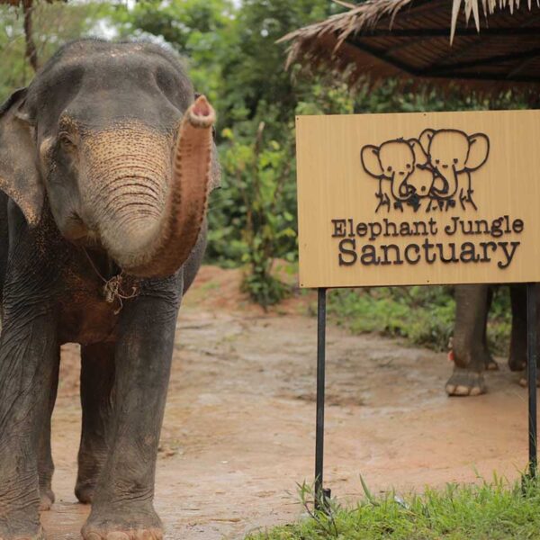 Afternoon-Elephant-Jungle-Sanctuary-Phuket-Kathu-2