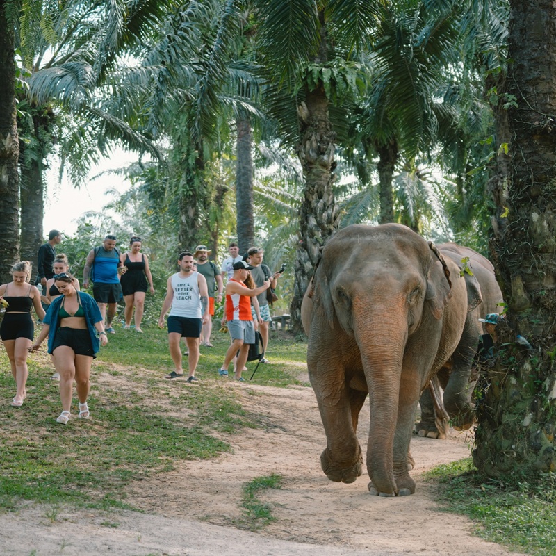 Krabi Afternoon Tour Walk with Elephants Make Herbal Medicine Krabi Afternoon Tour Walk with Elephants Make Herbal Medicine