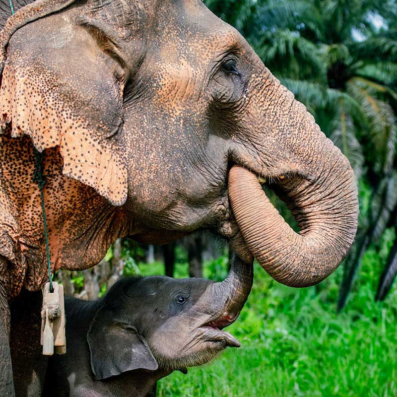 Krabi-Tour-Elephants-Care-Emerald-Pool-Hot-Spring-2 Krabi-Tour-Elephants-Care-Emerald-Pool-Hot-Spring-2