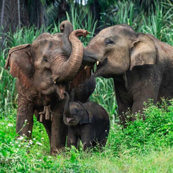 Krabi-Tour-Elephants-Care-Emerald-Pool-Hot-Spring