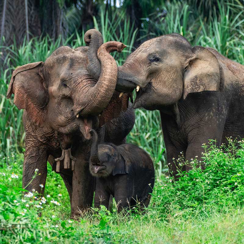 Krabi-Tour-Elephants-Care-Emerald-Pool-Hot-Spring Krabi-Tour-Elephants-Care-Emerald-Pool-Hot-Spring