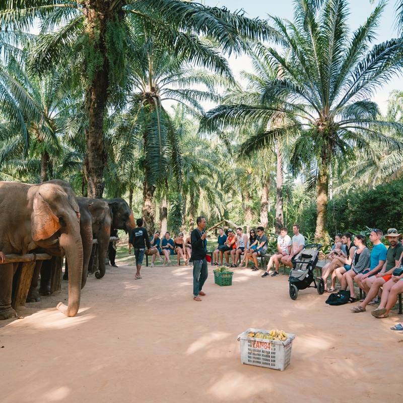 Krabi Tour Walking with Elephants Make Herbal Medicine-4 Krabi Tour Walking with Elephants Make Herbal Medicine-4